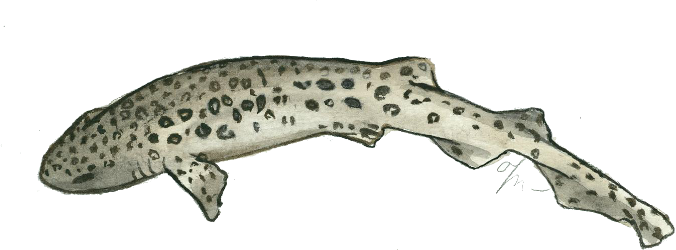 Gatvaire. Scyliorhinus stellaris.