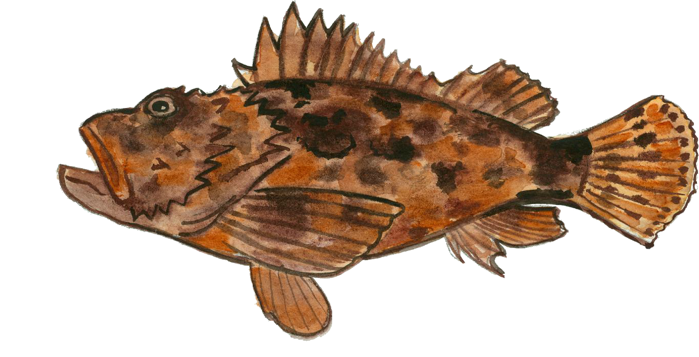 Escórpora, Cap-roig, Escórpora de cap roig, Escórpora dels bruts, Escórpora groga, Gallineta. Scorpaena scrofa. Escórpora, Cap-roig, Escórpora de cap roig, Escórpora dels bruts, Escórpora groga, Gallineta. Scorpaena scrofa.