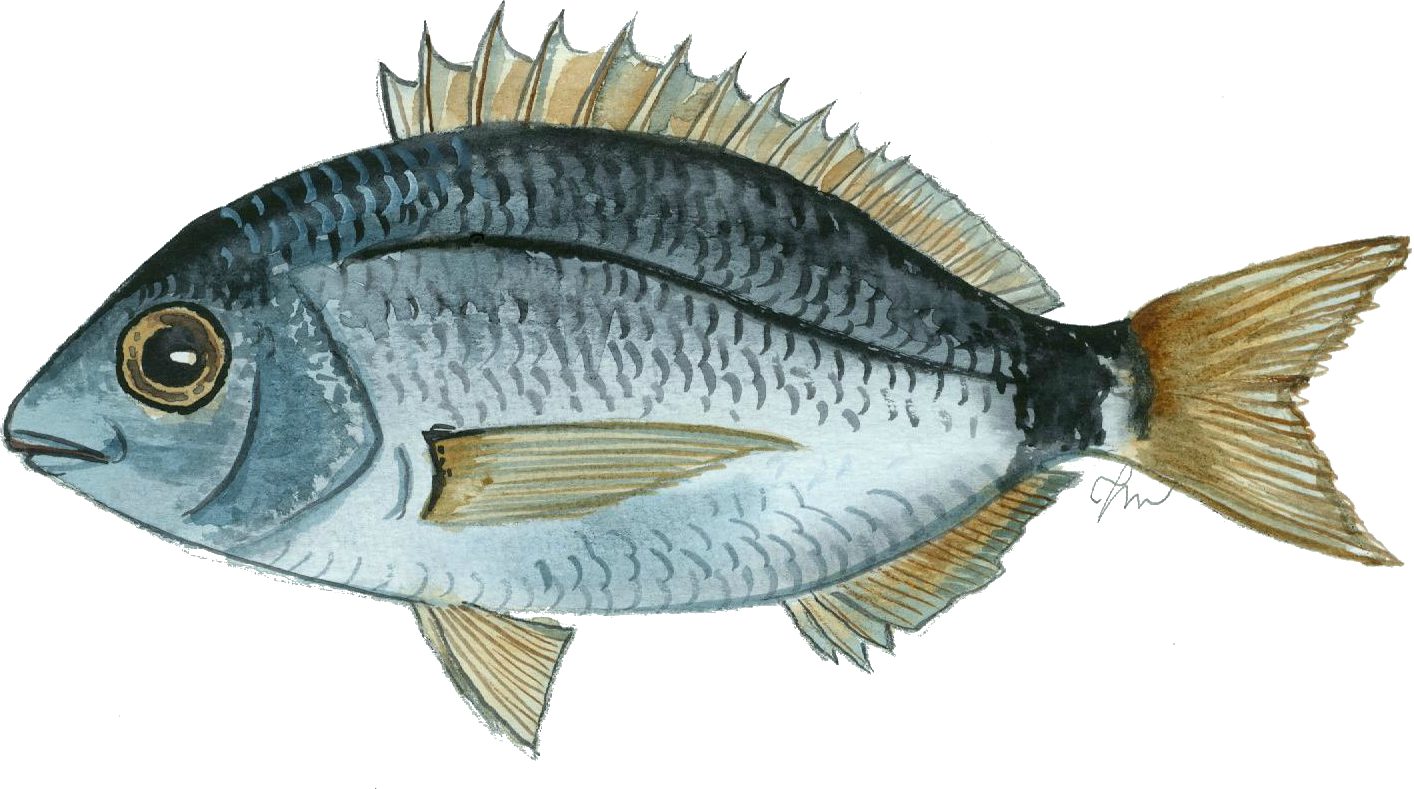 Esparrall, Pinta. Diplodus annularis.