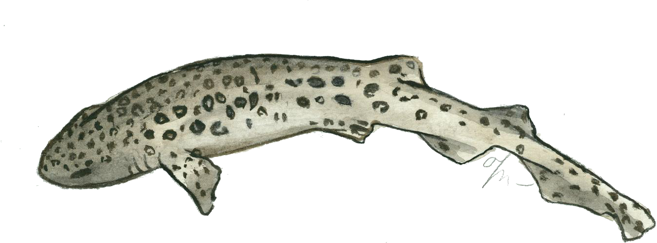 Gatvaire. Scyliorhinus stellaris