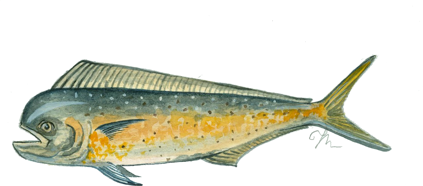 Llampuga. Coryphaena hippurus