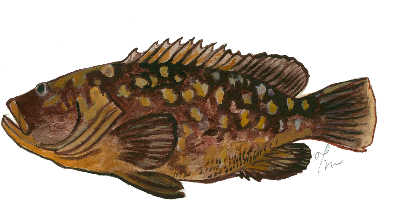 Mero, Nero, Anfós . Epinephelus marginatus.