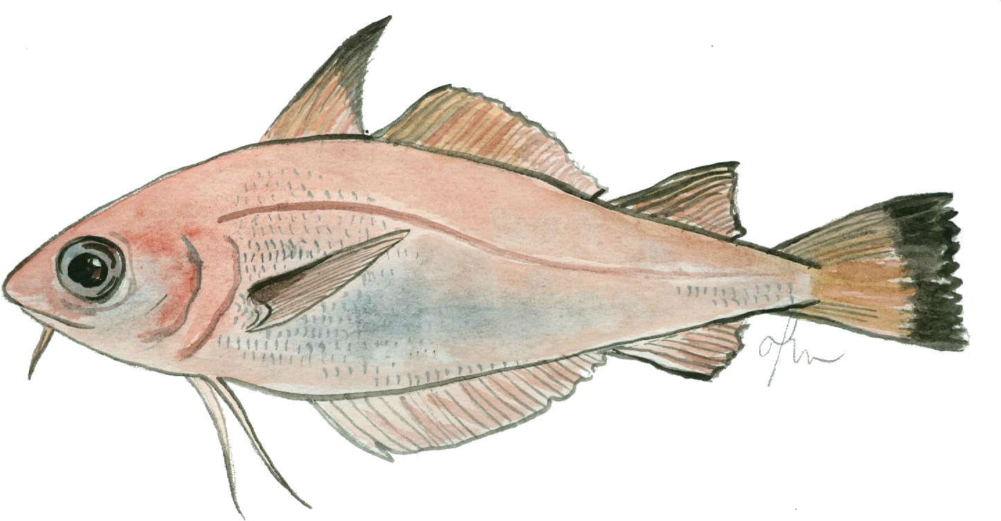 Capellà, Mòllera vera, Mòllera, Molla, Palaia, Peialla. Trisopterus minutus.