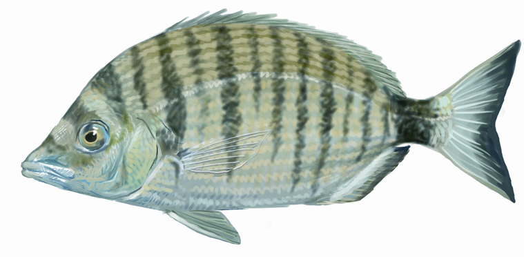 Morruda, Auradeta. Diplodus puntazzo