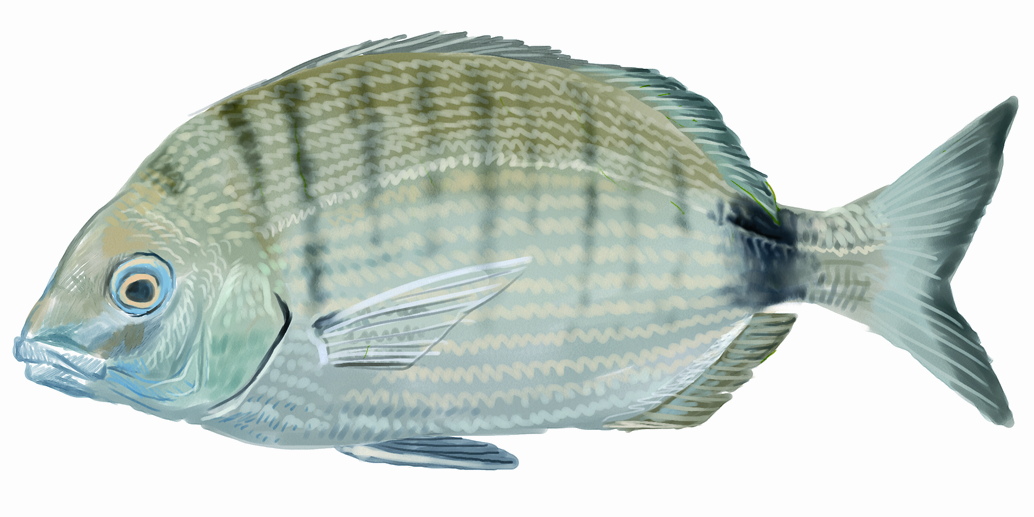 Sard, Sarg, Patena, Vidriada. Diplodus sargus.