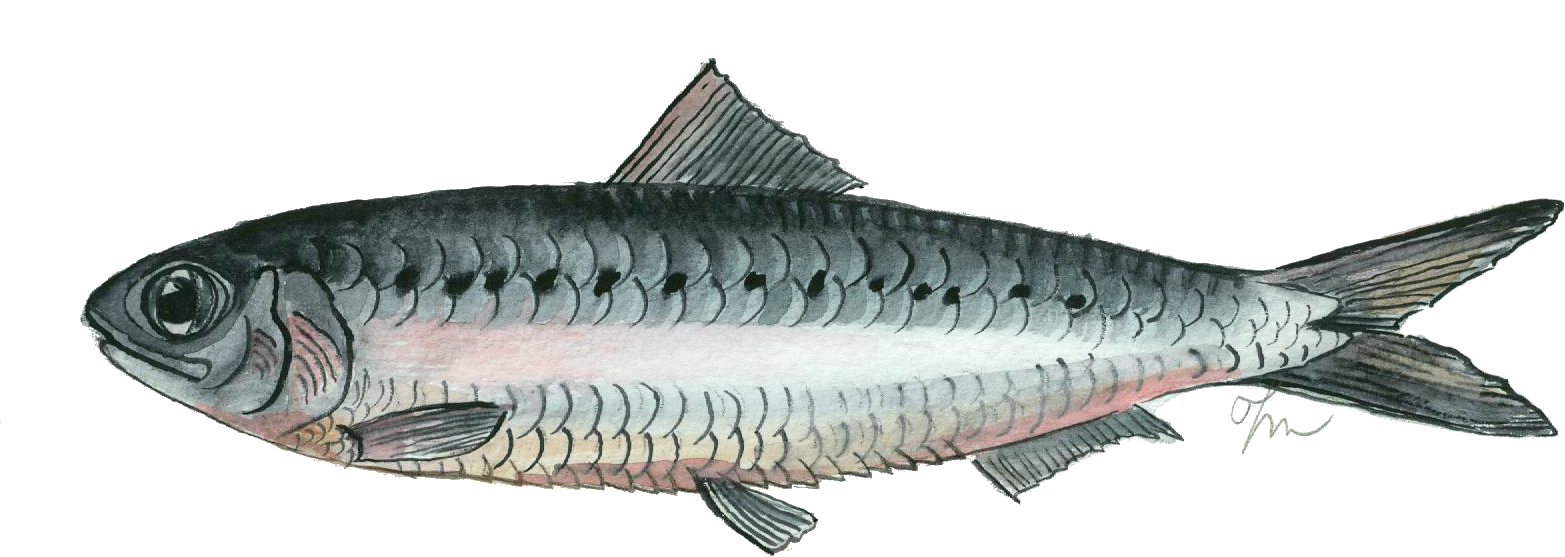 Sardina. Sardina pilchardus.