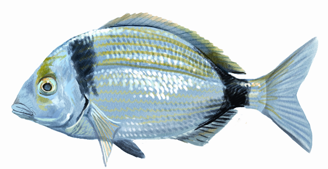 Variada, Verada. Diplodus vulgaris.