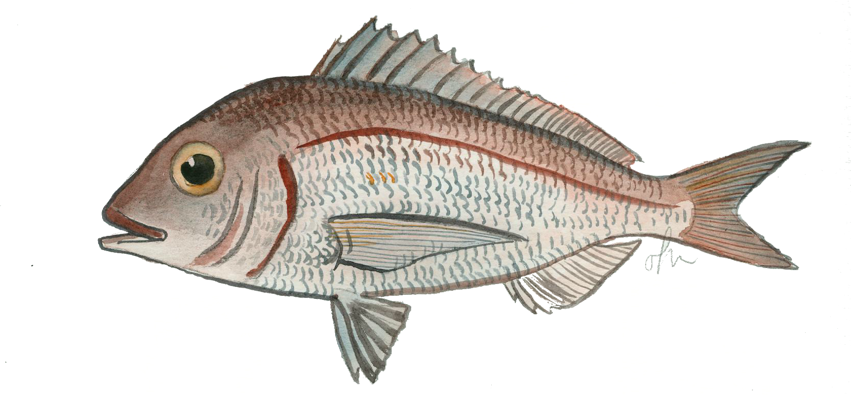 Pagell, Pagell ver, Pitxell. Pagellus erythrinus.